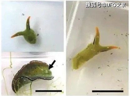 最强再生术：海蛞蝓自主断头再生，科学家惊呆：断头竟会生出身体 - 3