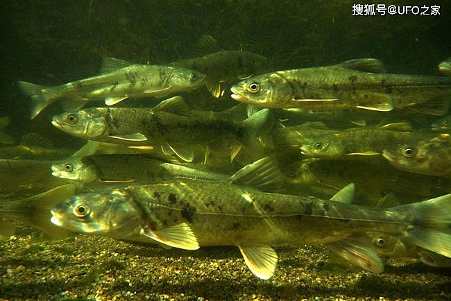 西藏羊卓雍措里的鱼，达8亿多公斤却无人吃，这是为何？ - 3