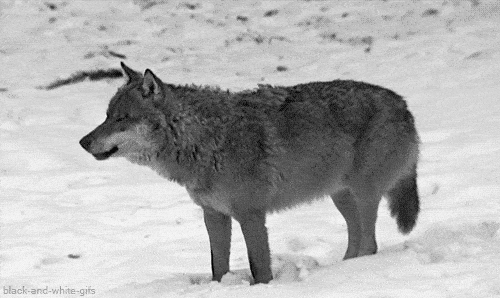 为何狼喜欢杀死同类？狼行为学专家潜入狼群13年，狼群秘密被揭开 - 3