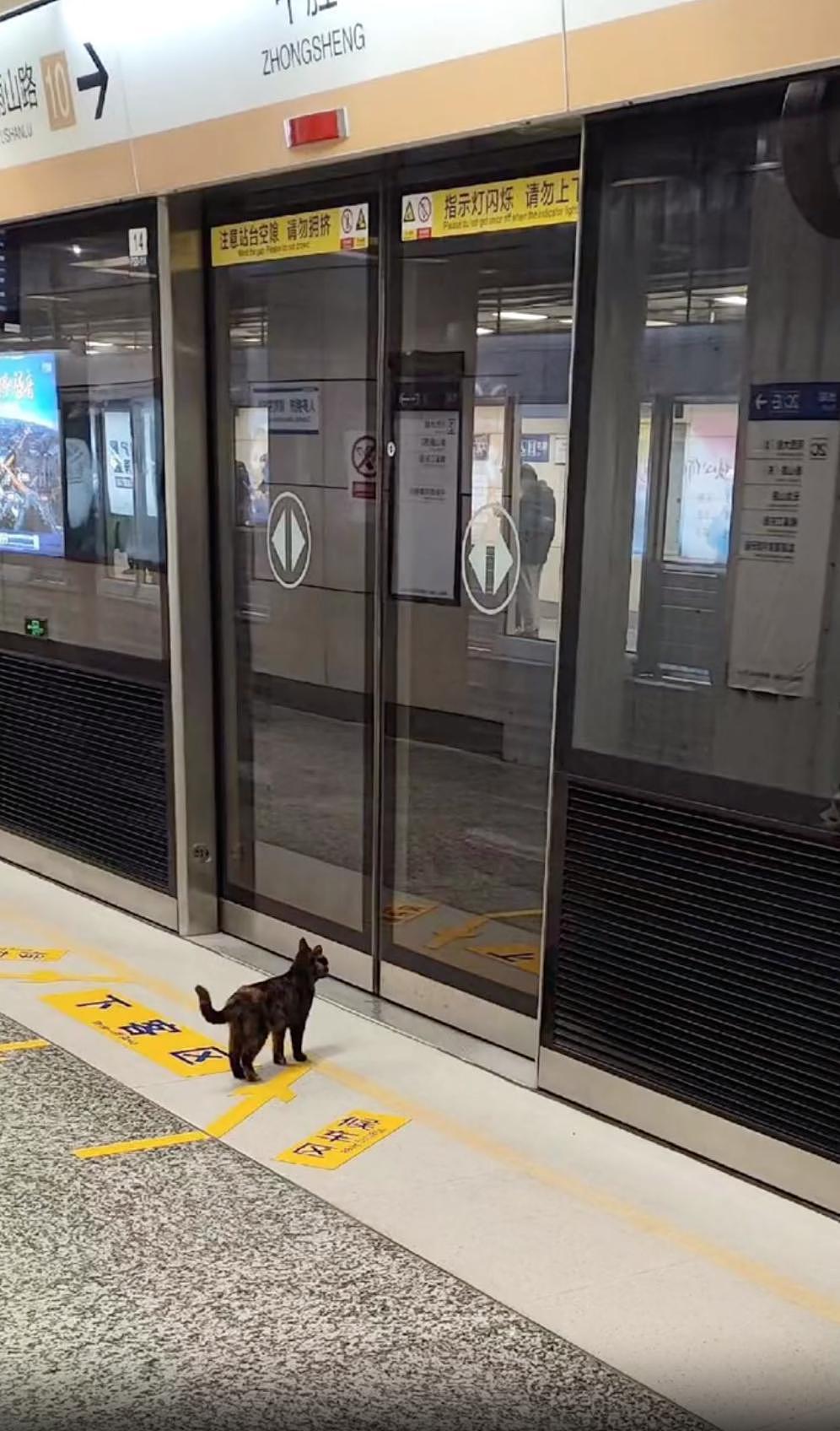 猫咪蹲在黄线外乖乖等地铁，却被工作人员一把抱走，猫猫：一米二以下也用买票？ - 12