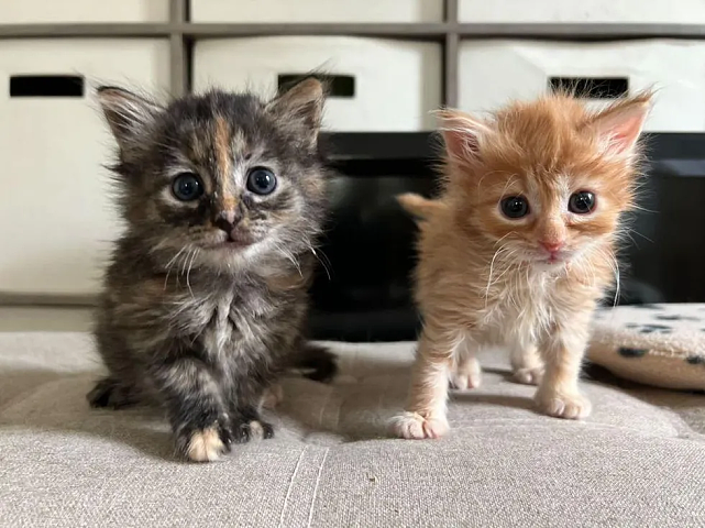 猫趣 | 车库里的小橘猫痛失妹妹，被救后，却收获了一个照顾自己的姐姐 - 10