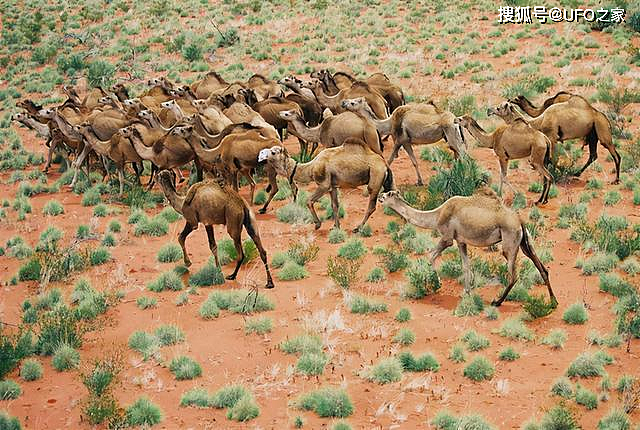 为消灭120万骆驼，人类在驼群中安插叛徒，叛徒却选择了保护骆驼 - 9