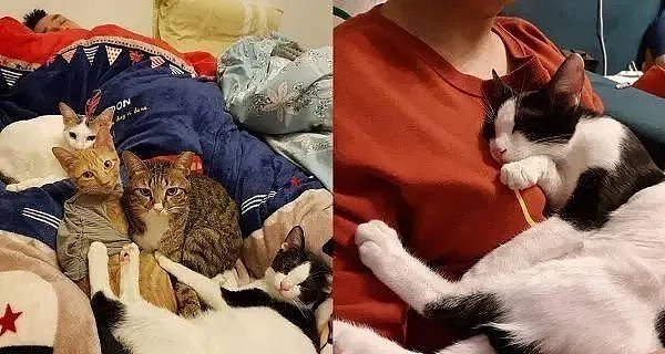 老公躺下来身边围4色猫，爱猫通通走到他身边窝成球！ - 5