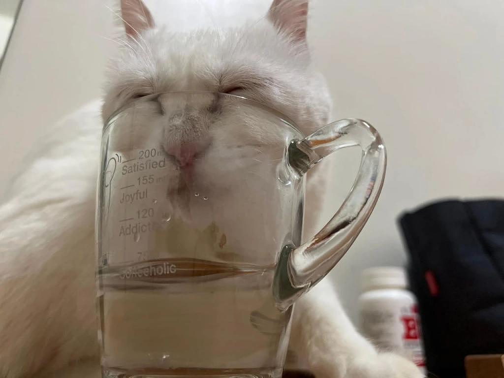 猫咪偷喝杯子里的水，铲屎官拍下证据却成表情包，丑出新高度！ - 3