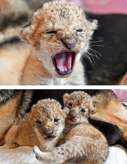 小狮子出生后日渐消瘦，还被新手妈妈咬伤，直到德牧接手后… - 19