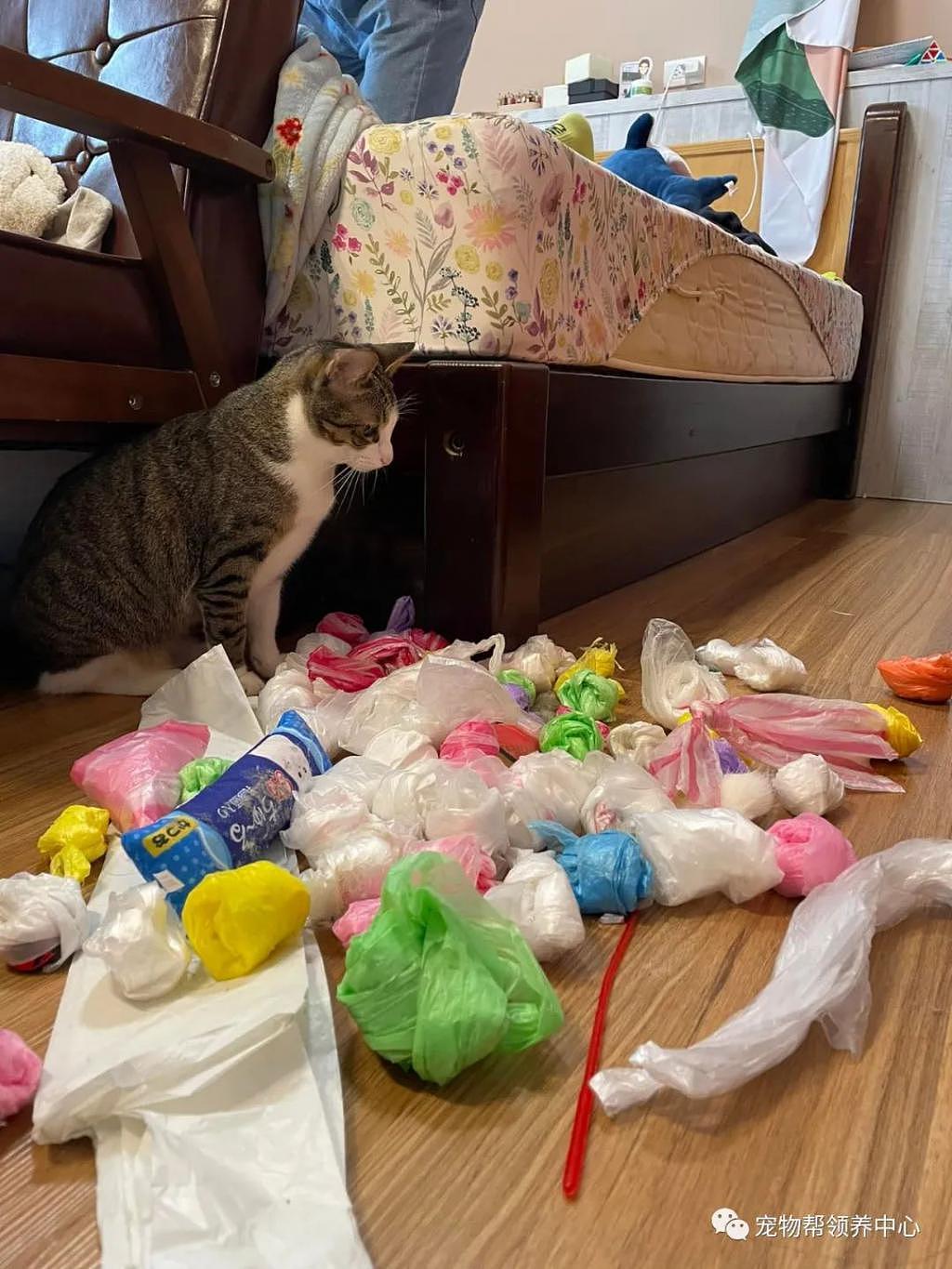 大扫除找出 60 多个塑料袋，当事猫坐一旁失落：宝藏被发现了 . - 5
