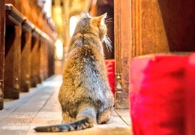 猫趣 | 这座有猫咪神使护佑的大教堂，吸引了全球万千粉丝慕名而来 - 10