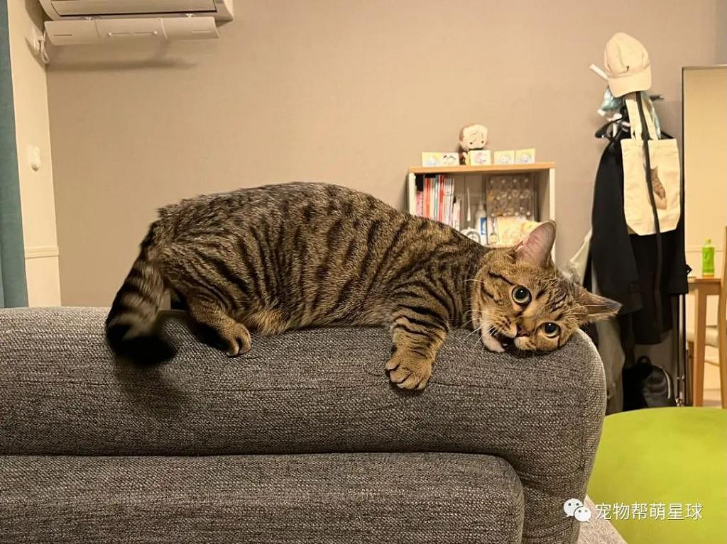 屋内惊现超大“猫猫虫”挂沙发上，主人懵了 : 怎么睡成这样 ? - 4