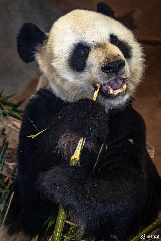 在美国遭受“虐待”的两只中国大熊猫，终于要接你们回家了… - 8