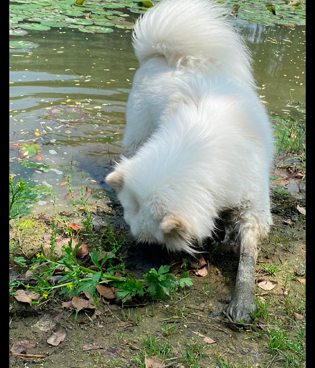 主人带萨摩耶出去玩，它直接跳进湖里玩泥巴，白狗变成泥狗了！ - 2