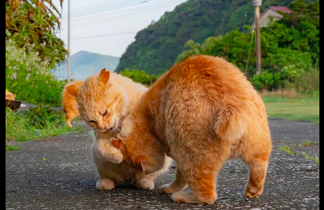 两只橘猫在马路上打架，好像是日本的相扑比赛，摔跤运动“圆”？ - 3