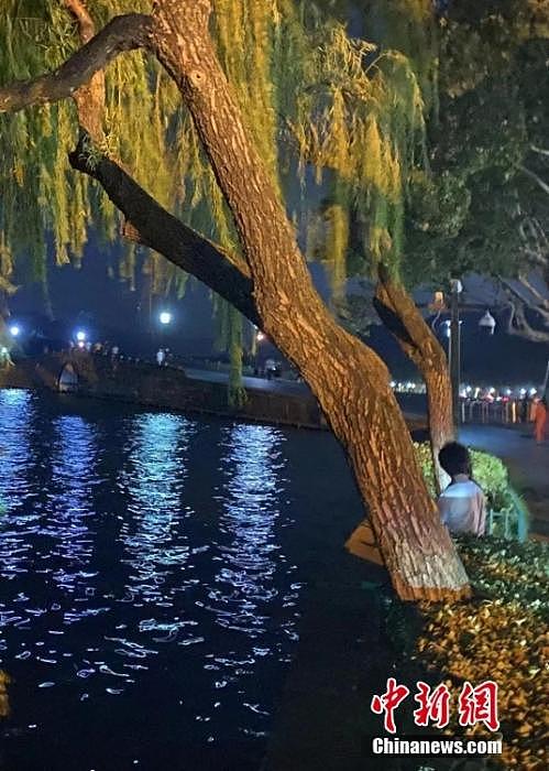 杭州西湖边移栽七棵柳树引发争议 景区承诺补种 - 2