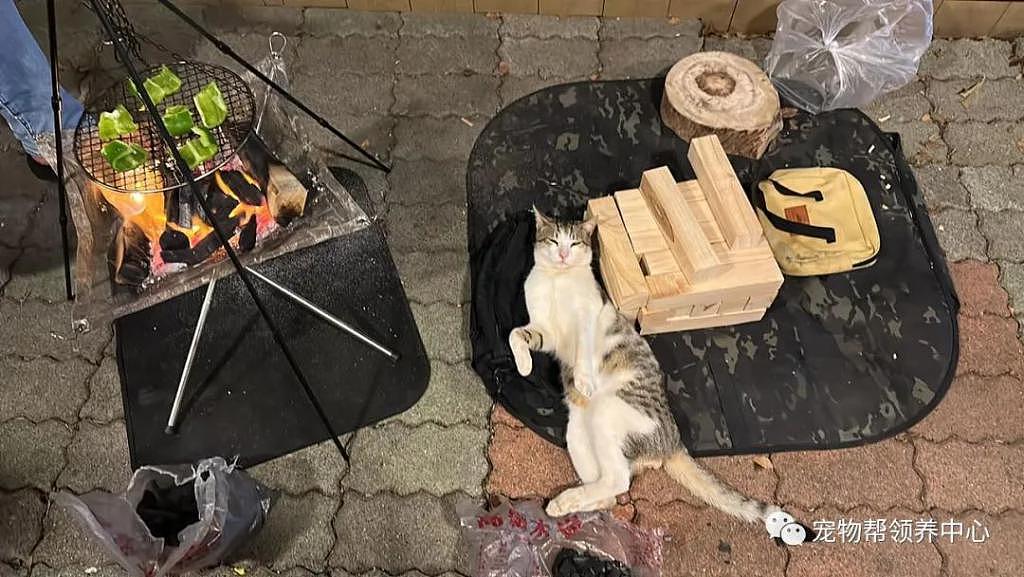 露营遇超黏人流浪猫，躺倒在烤炉旁：来份烤鱼 ~ - 1