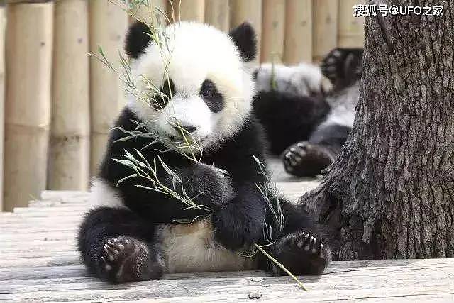 中国首创！已放生10只大熊猫，“母兽带崽”能恢复东北虎种群吗？ - 3
