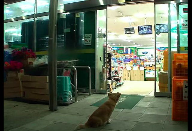 流浪狗在便利店门口蹭吃，还学会了养生，殊不知夜晚却是心碎时刻 - 2