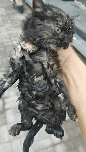 安菠 | 高架上救助的2个月大的流浪猫，洗净后，化身成了粘人的干饭猫 - 5