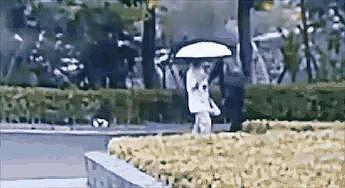 流浪猫伞下躲雨，路过大学生作出这一举动，全网都在搜索他… - 6