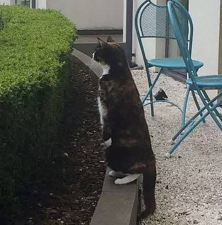 这猫每天乖乖在她家门口等，还以为来讨吃的 - 3