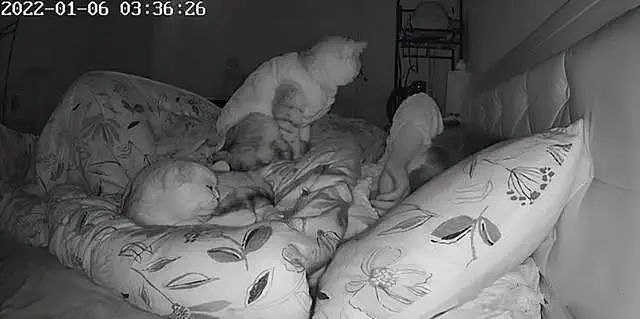 女子睡觉时觉得呼吸不畅，查看监控后，发现是猫咪的“杰作” - 1