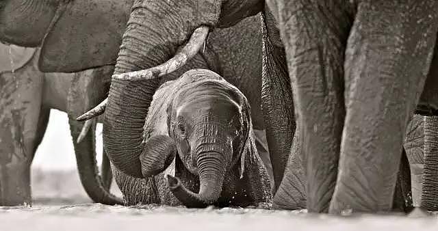 曾经有只大公象，象牙长到能搁在地上……直到盗猎者发现了它 - 7
