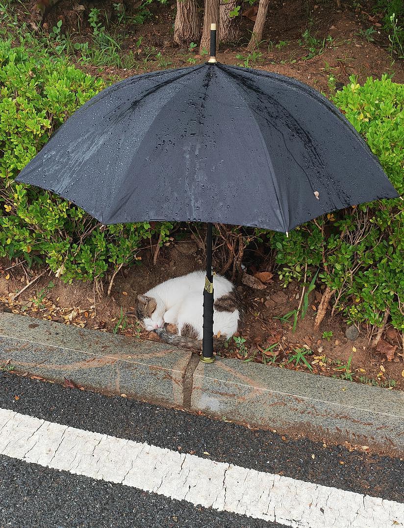 流浪猫伞下躲雨，路过大学生作出这一举动，全网都在搜索他… - 2