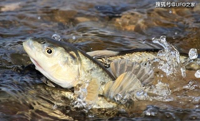 西藏羊卓雍措里的鱼，达8亿多公斤却无人吃，这是为何？ - 8