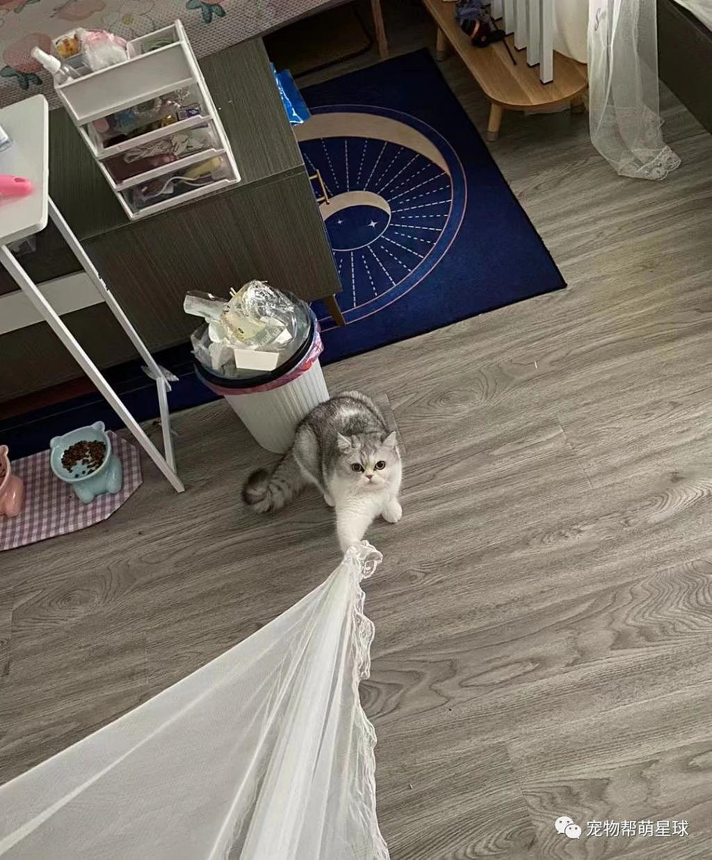 网友家的猫咪偷爬窗帘，结果乐极生悲竟 . - 2