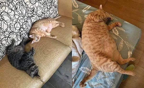 8公斤胖猫忽略“4字警语”重磅躺下，纸箱压烂凹出圆形 - 5