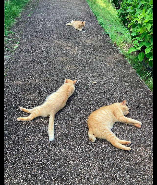 在公园路上散落着许多的猫，好像雨后的蜗牛一样，抄起一个就走？ - 3