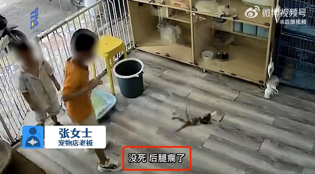 两男孩闯进没人的宠物店，暴力摔打小奶猫，店主：他们伤害动物不止十次了 . - 5