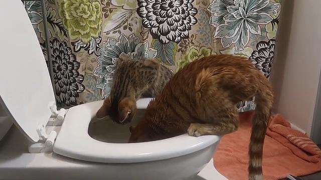 自从猫咪喝了“马桶水”，它就“上瘾了” - 7