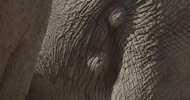曾经有只大公象，象牙长到能搁在地上……直到盗猎者发现了它 - 5