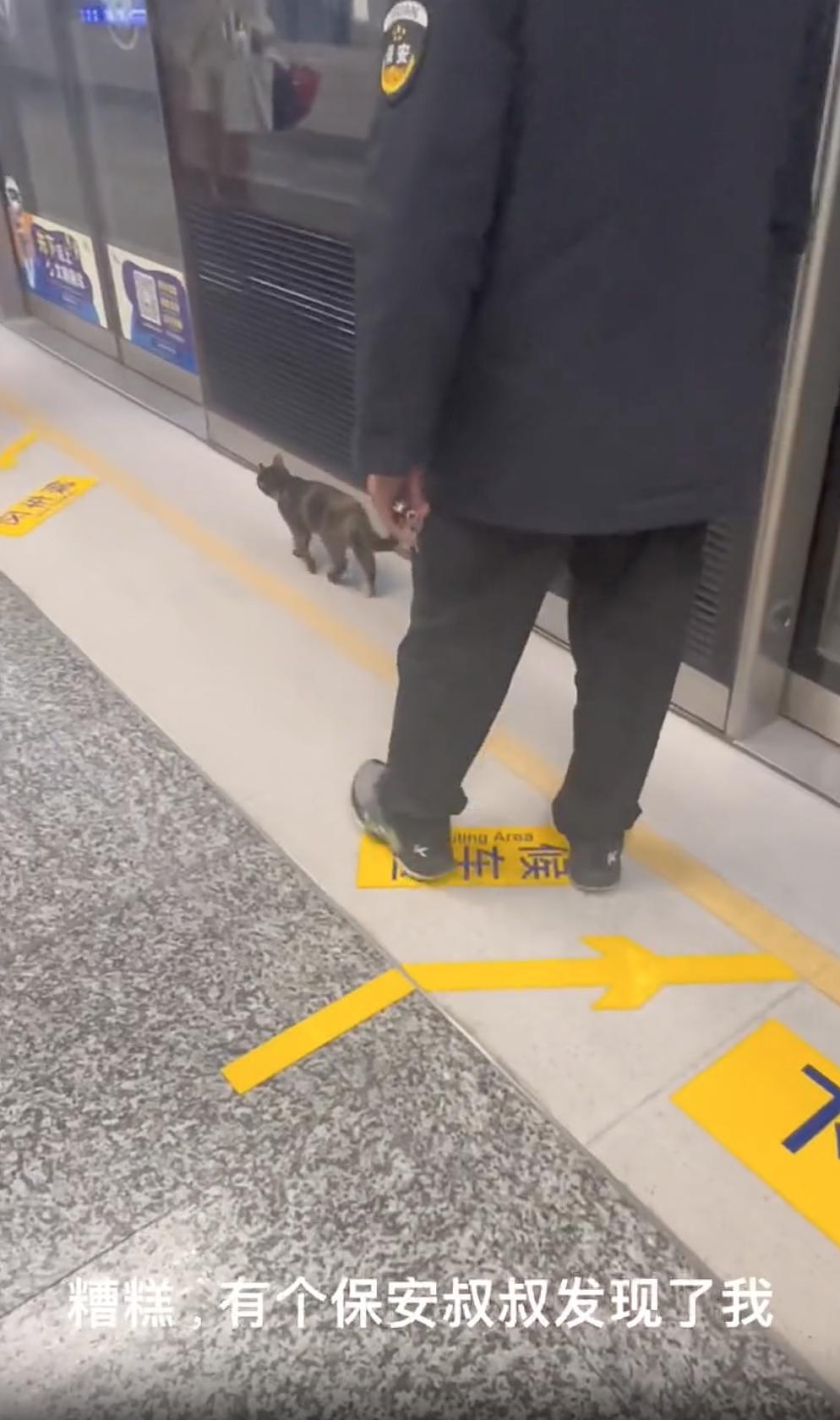 猫咪蹲在黄线外乖乖等地铁，却被工作人员一把抱走，猫猫：一米二以下也用买票？ - 6