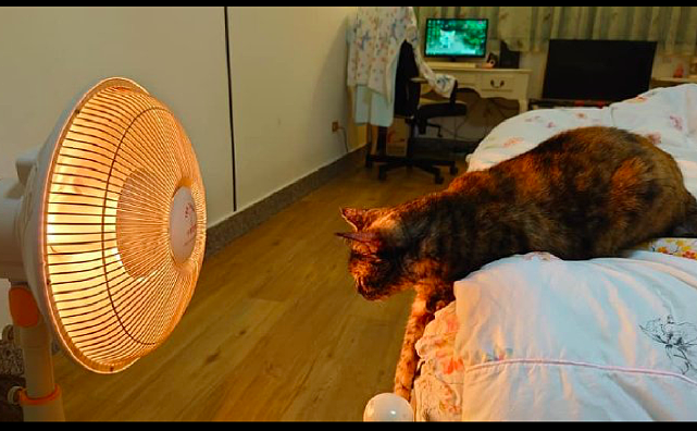 网友打开了小太阳，猫咪就趴在床上烤火，这毛发颜色是被烤焦了吗 - 1