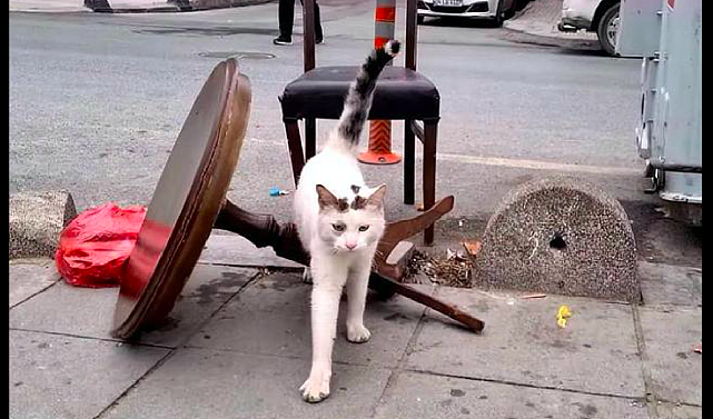 流浪猫趴在破椅子上，只为等待某人喂食，再主动点它就是你的猫了 - 4