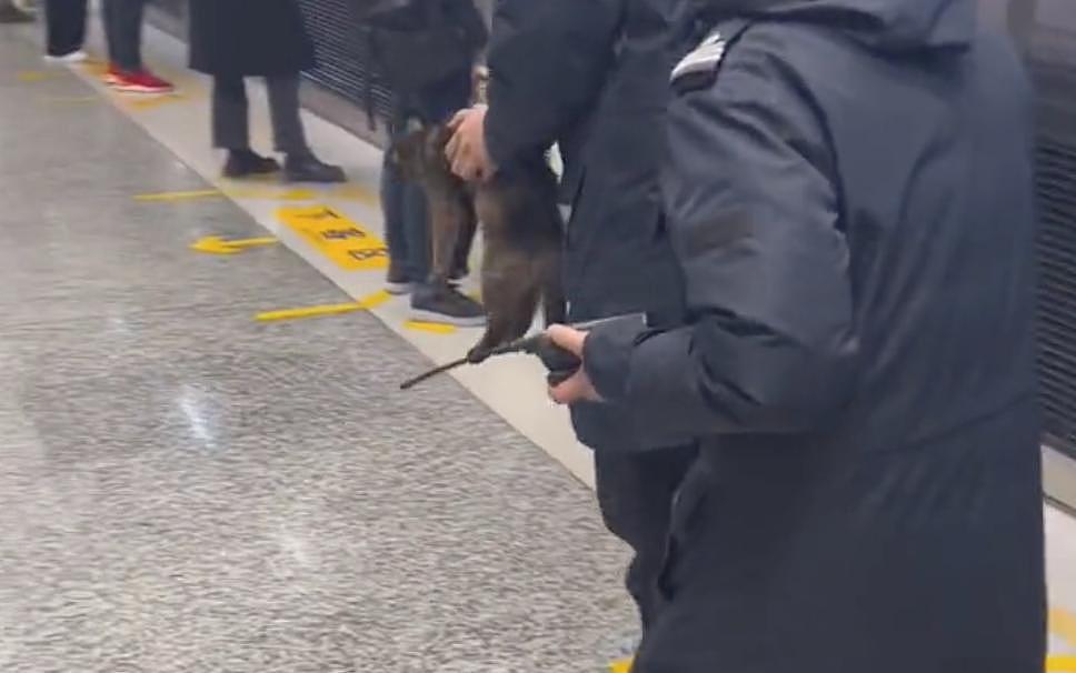 猫咪蹲在黄线外乖乖等地铁，却被工作人员一把抱走，猫猫：一米二以下也用买票？ - 8