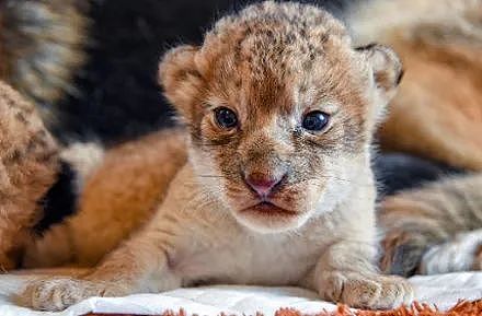 小狮子出生后日渐消瘦，还被新手妈妈咬伤，直到德牧接手后… - 7