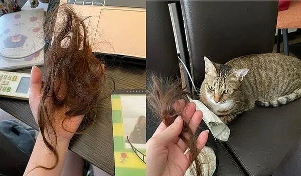 半夜大坨头发被啃下，妈质问“猫咪设计师”，它装没事：不是我啦！ - 1