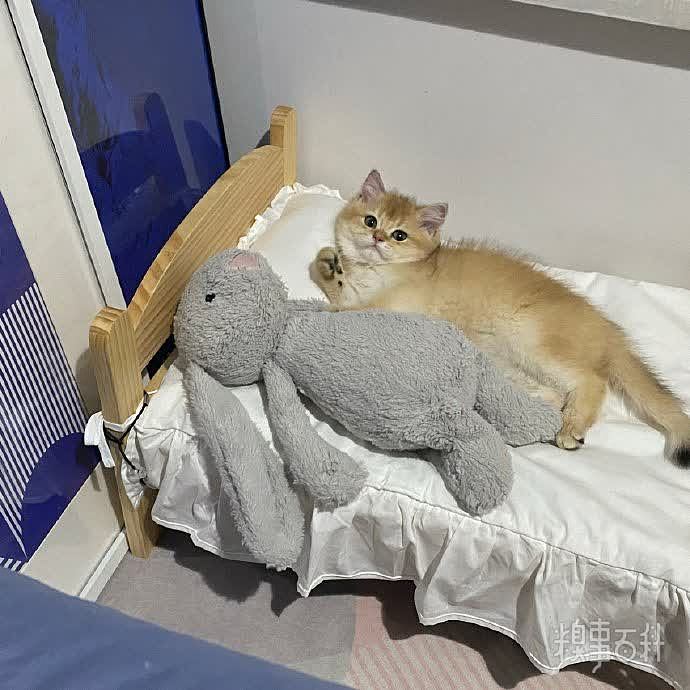 小猫咪也拥有了小沙发