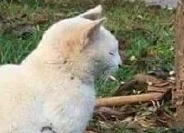 猫咪靠近火源太近，身上的白毛都被烧焦了，它坐在一旁只想静一静 - 2