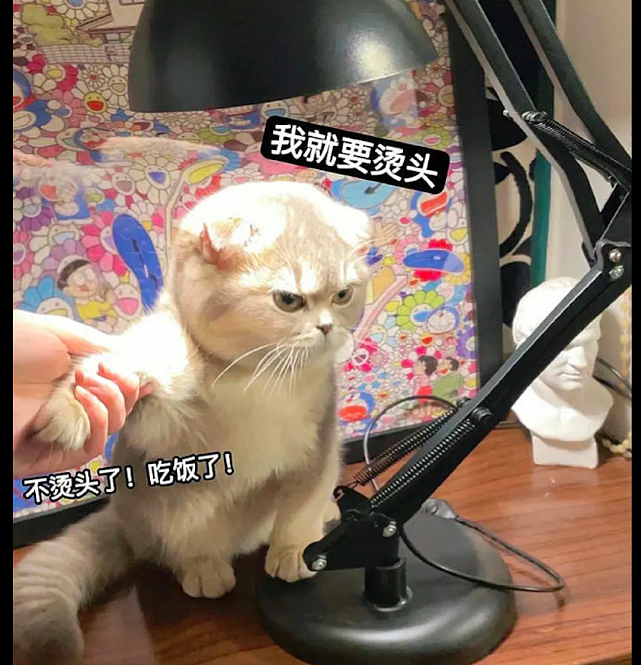 猫把头放在台灯的灯罩里，好像我在理发店烫头的场景，表情太好笑 - 3