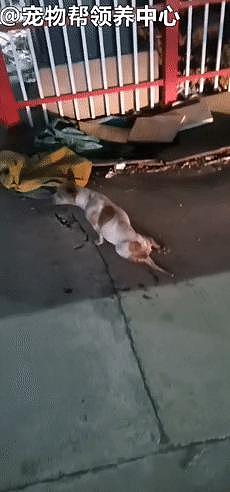 因车祸瘫痪的狗狗，拖着红肿后肢在车流里爬行，只为觅食保命 . - 7