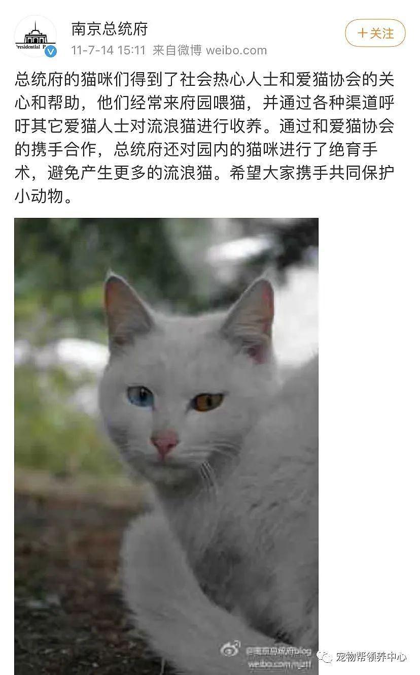 南京总统府曾征集流浪猫捕鼠，说它们是“镇府之宝”，如今却不管猫咪死活了？ - 14
