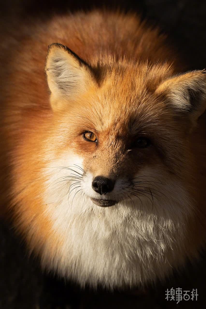 秋冬的狐狐开始变得