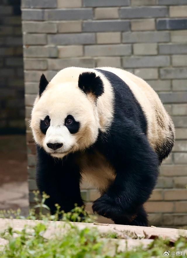 费翔看望自己领养的大熊猫 亲手给翔翔喂红萝卜笑开花 - 5