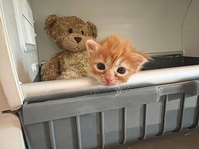 猫趣 | 车库里的小橘猫痛失妹妹，被救后，却收获了一个照顾自己的姐姐 - 5