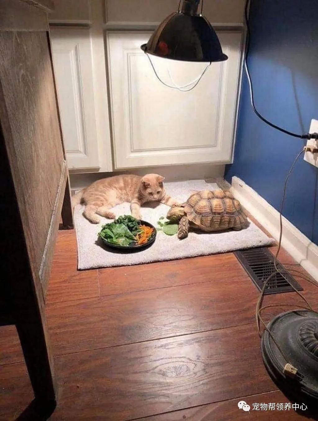 同伴龟速吃饭，橘猫等到睡着，一看盘子里竟还有一半 . - 4