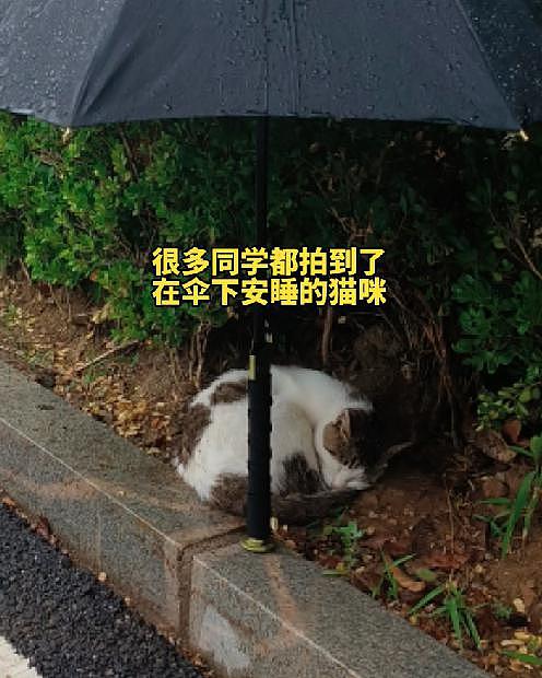 流浪猫伞下躲雨，路过大学生作出这一举动，全网都在搜索他… - 4