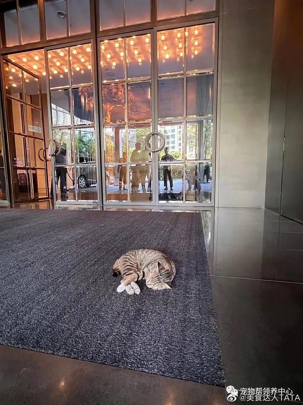 流浪猫被五星级酒店收留，吃米其林星级员工餐，还有专属床位，又人不如猫了 . - 2