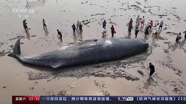 全程回顾！中国首次成功救助大型抹香鲸，有“鲸”无险！ - 2